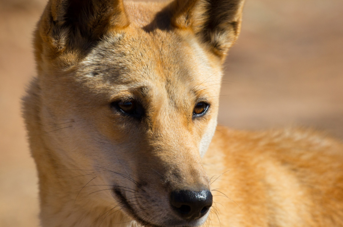 Dingo